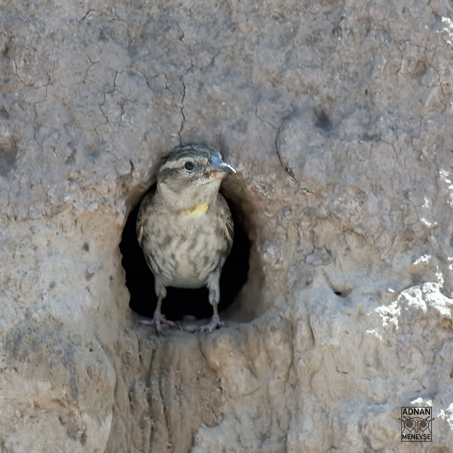 Rock Sparrow